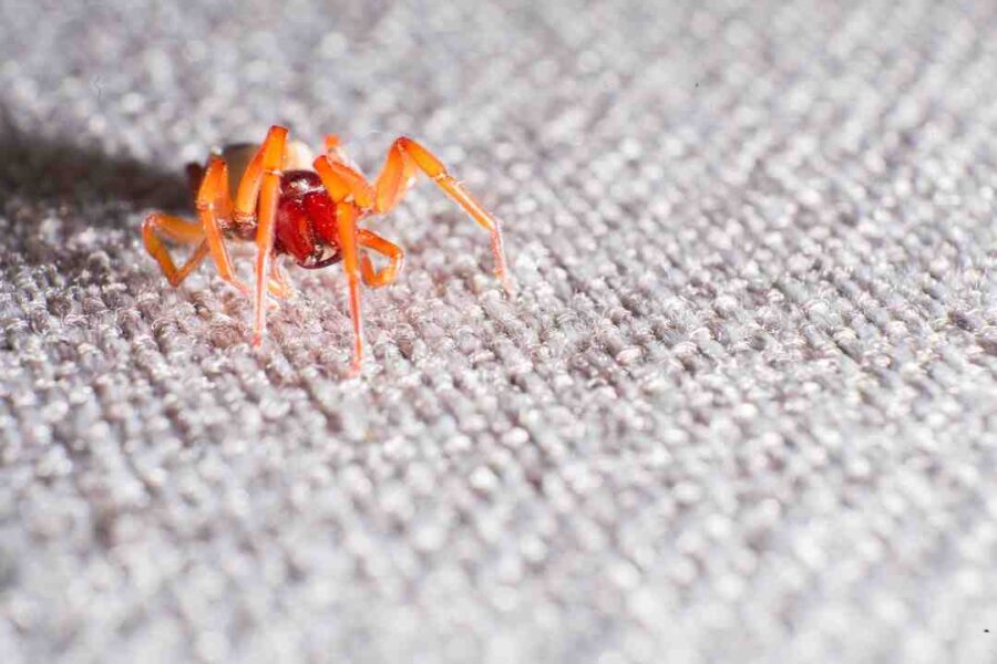 Fard à Paupière Prune Yeux Verts