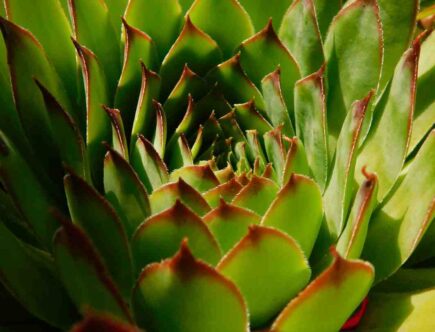 Aloe vera contour des yeux avis