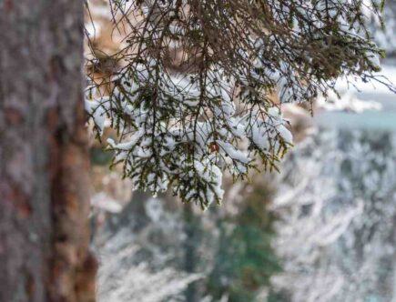 Quel fard a paupiere pour des yeux marron vert