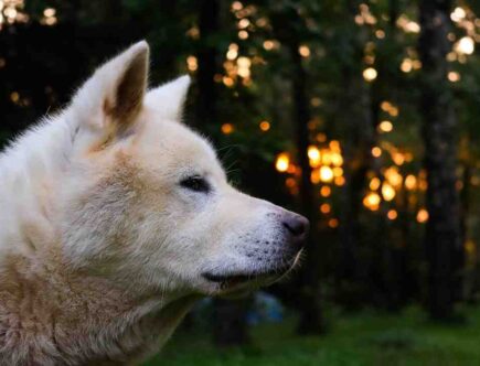 Avis complément alimentaire chien arthrose