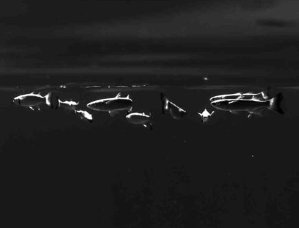 Avis doveo anti rides