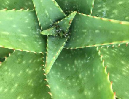 Avis nettoyant visage aloe vera