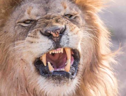 Comment faire un maquillage de Lion ?
