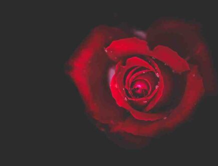 A la rose laura mercier