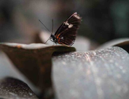 Comment faire un maquillage papillon facile ?