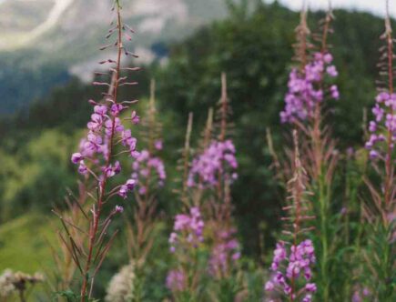 Poudre soleil hiver