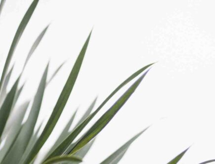Soin hydratant matifiant aux résines tropicales trattamento viso