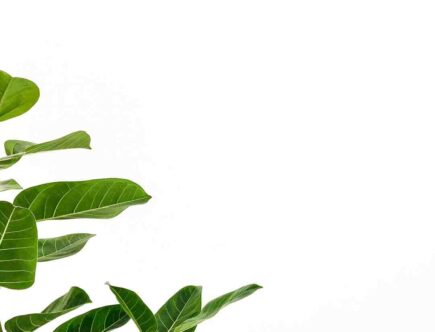 Comment se maquiller avec du vert ?