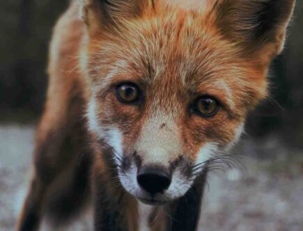 Est-ce que essence teste sur les animaux ?