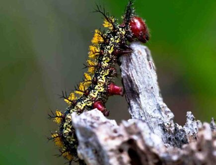 Qu'est-ce qu'un gommage enzymatique ?