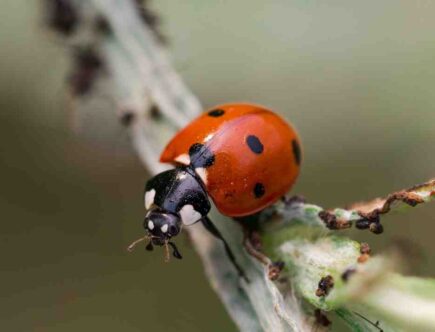 Comment maquiller une coccinelle ?