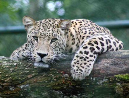 Comment savoir si c'est teste sur les animaux ?
