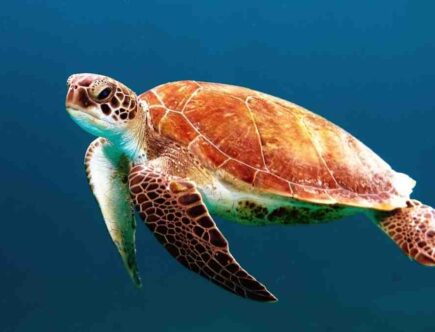 Est-ce que Nocibé teste sur les animaux ?
