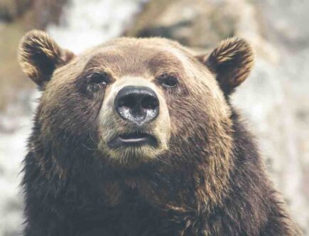 Quelles marques ne font pas de tests sur les animaux ?