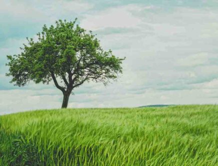 Quels sont les cosmétiques les plus naturels ?