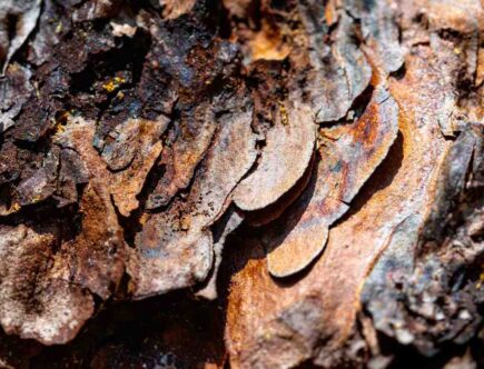 Comment réaliser un gommage eclaircissant ?