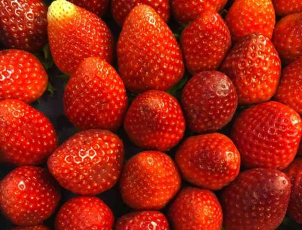 Quel est le fruit qui rajeunit ?