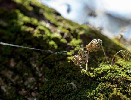 Comment fonctionne un gommage enzymatique ?
