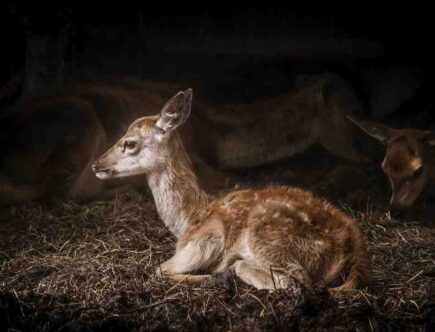 Comment faire un œil de biche ?
