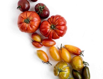 Can I make the Gigi Hadid pasta with tomato sauce?