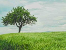 Comment se maquiller de façon naturelle ?