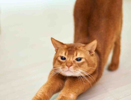 Maquillage chat petite fille