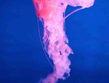 Quel est la couleur de la mort ?