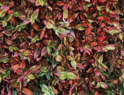 Quelle couleur reposante ?