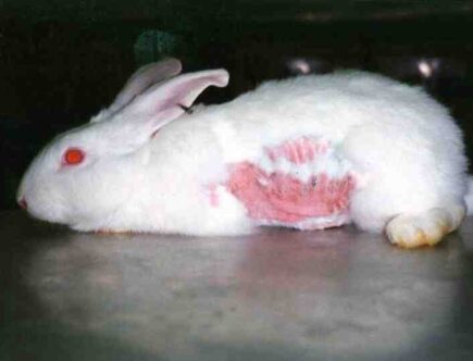 Quelle marque de maquillage teste les produits sur les animaux ?
