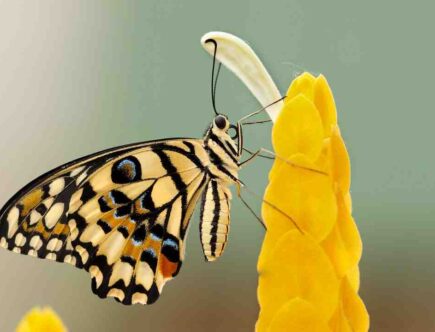 Comment faire un maquillage papillon facile ?